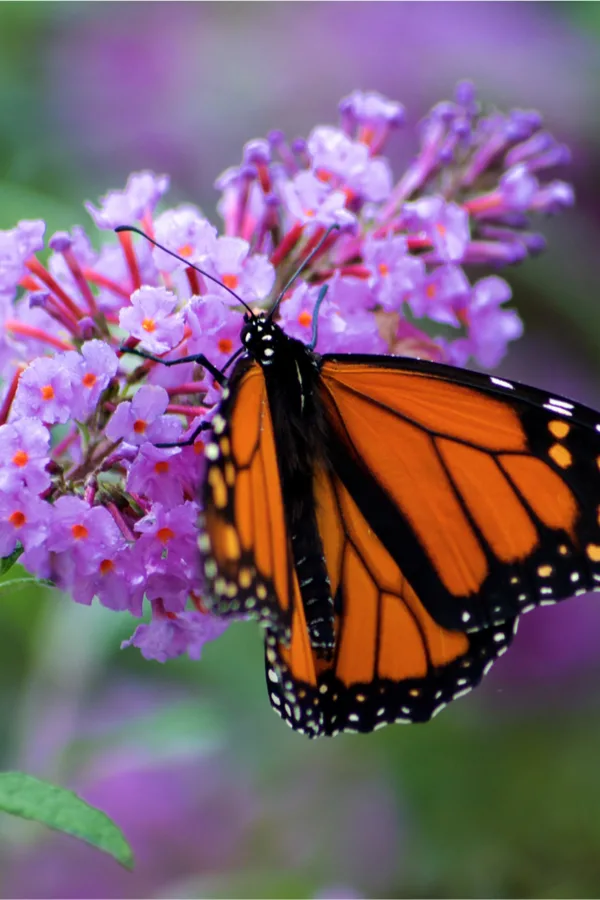 butterfly bush - flowering shrub varieties