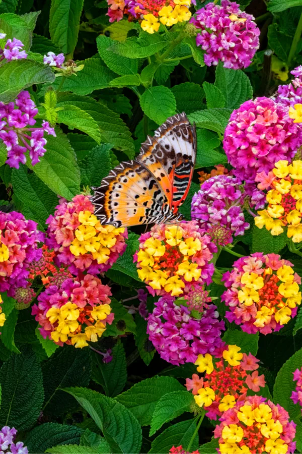 growing lantana - keeping  lantana blooming