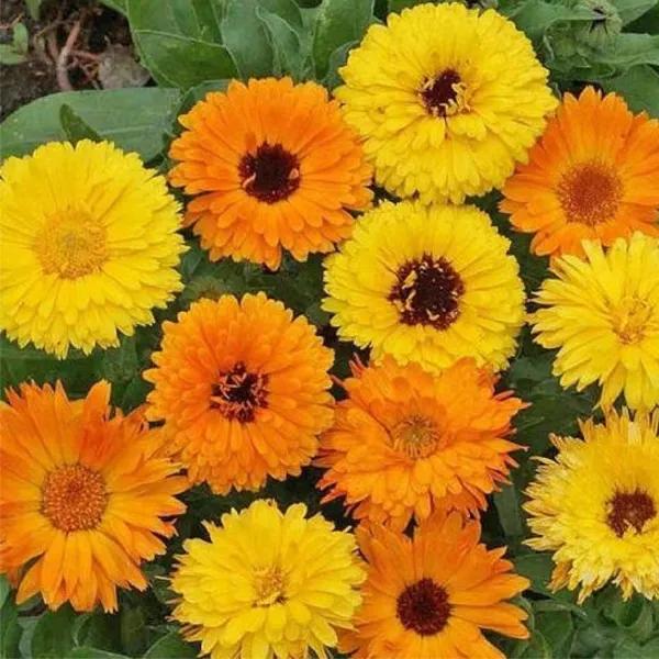 best marigolds to grow - pest control