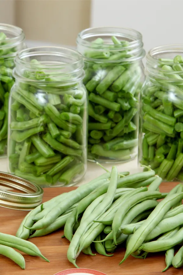 fresh green beans -  planting for canning