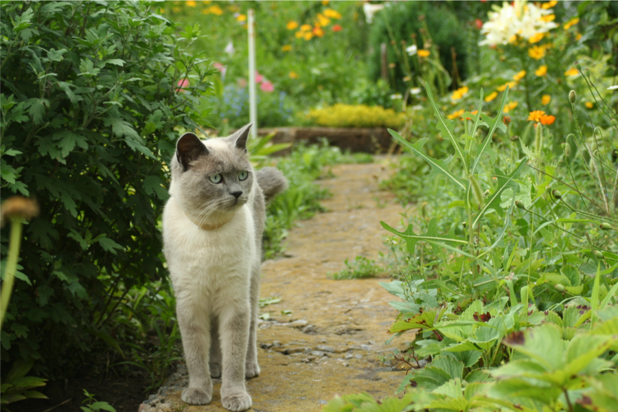 how to keep cats out of the garden