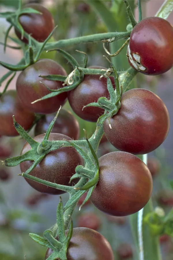 black cherry - best tomatoes to grow