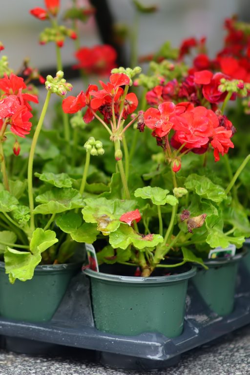 How To Start Geraniums From Seed Indoors Grow Your Own And Save!