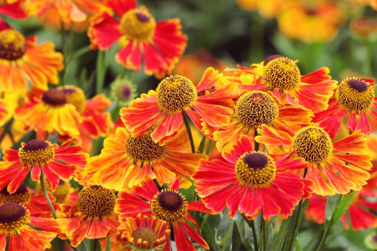 growing Helenium - sneezeweed