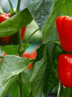 how to grow sweet red peppers