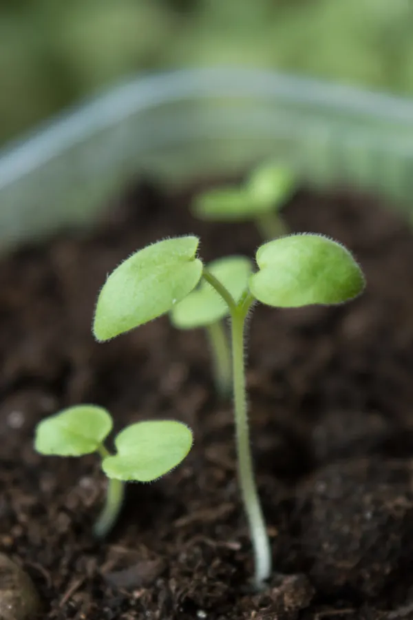 growing geraniums indoors from seed