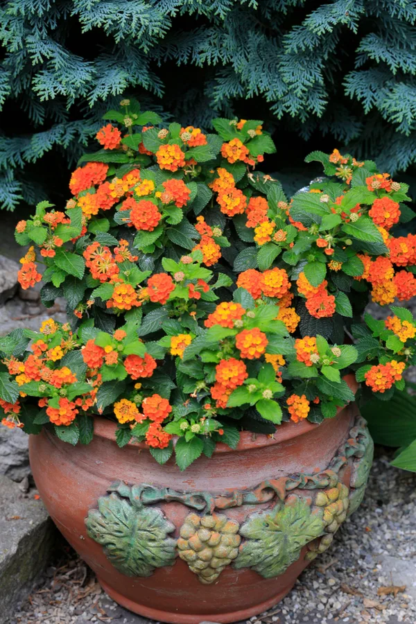 Growing Lantana – How To Keep Lantana Blooming Big All Summer Long ...