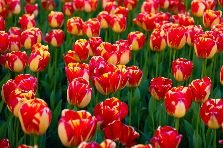 planting tulips in the spring
