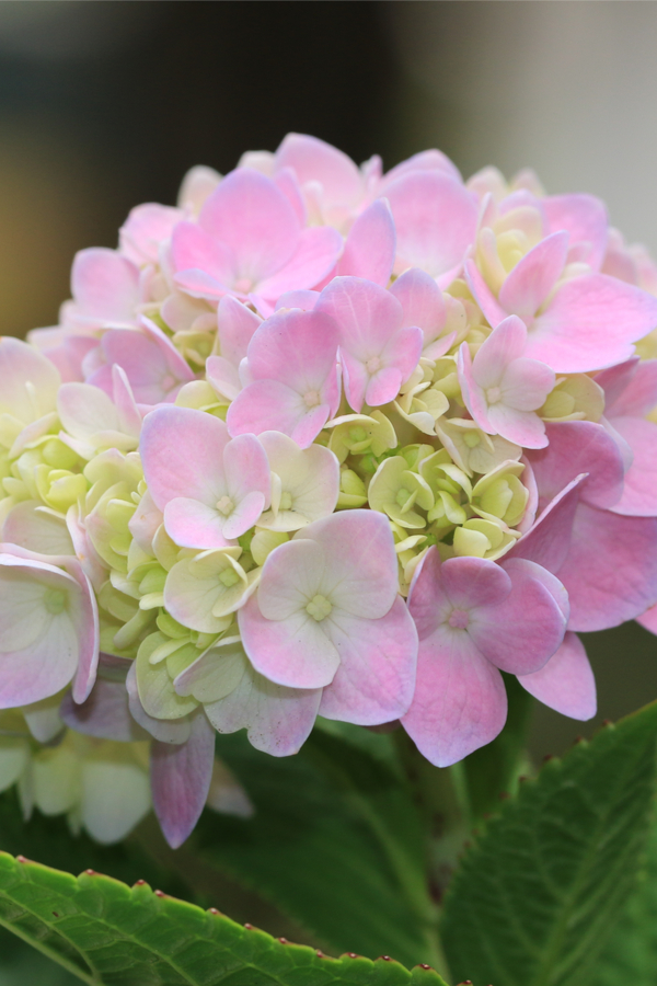 flowering shrub varieties -  Hydrangea