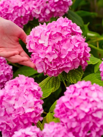 how to fertilize hydrangeas - and when