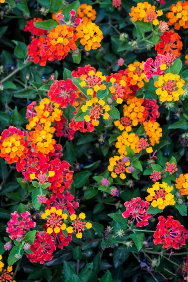 blooms of lantana