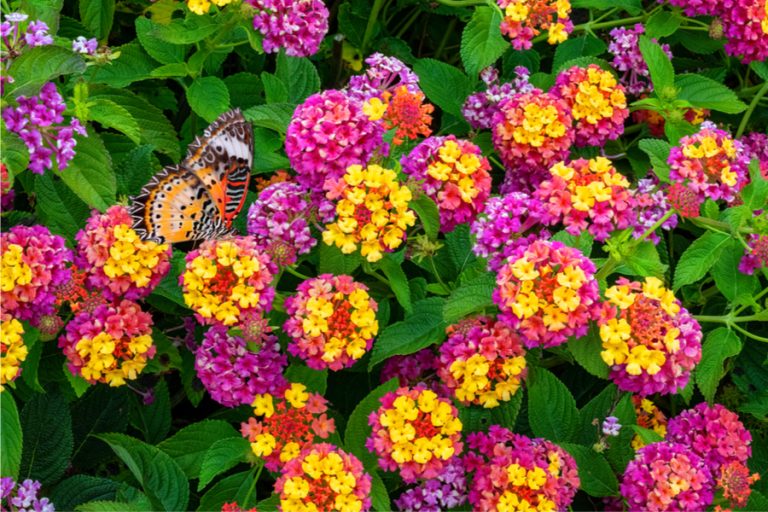 planting lantana