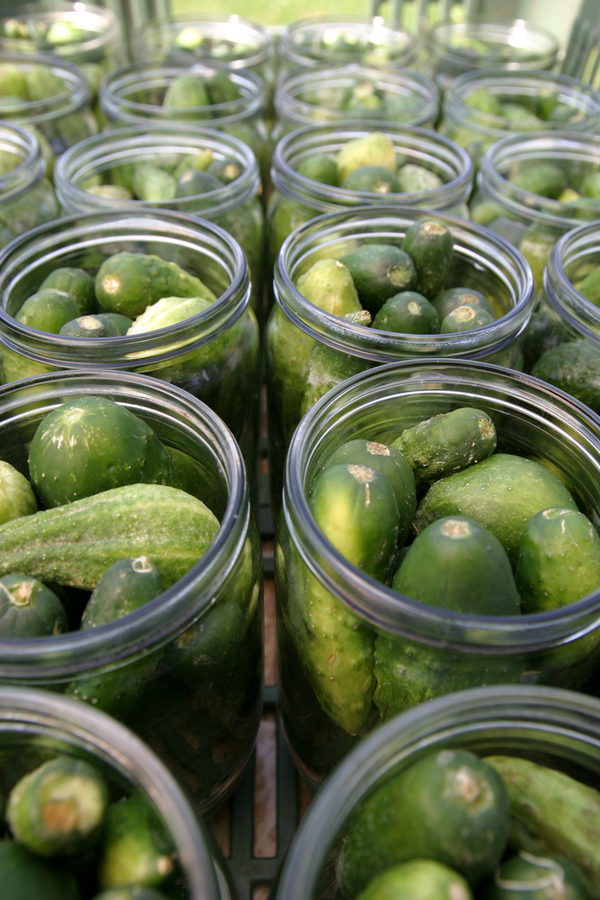 canning pickles