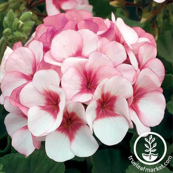 maverick - grow geraniums from seed