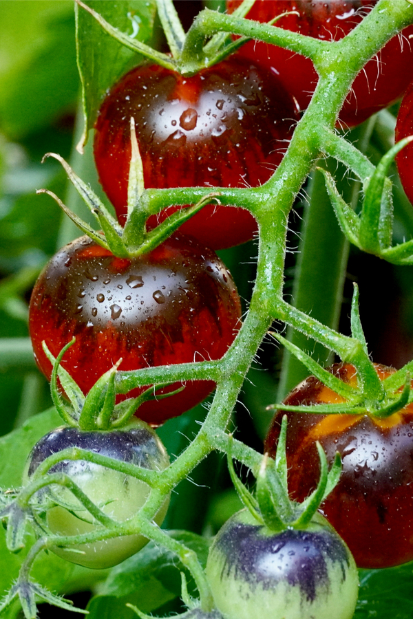 purple cherry tomatoes