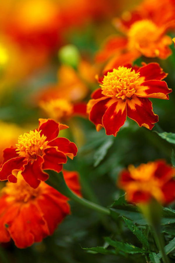 orange flame - How To Repel Pests With Marigolds