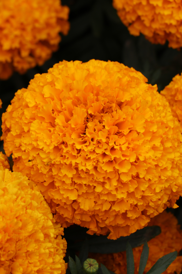 How To Repel Pests With Marigolds - Orange Hawaii blooms