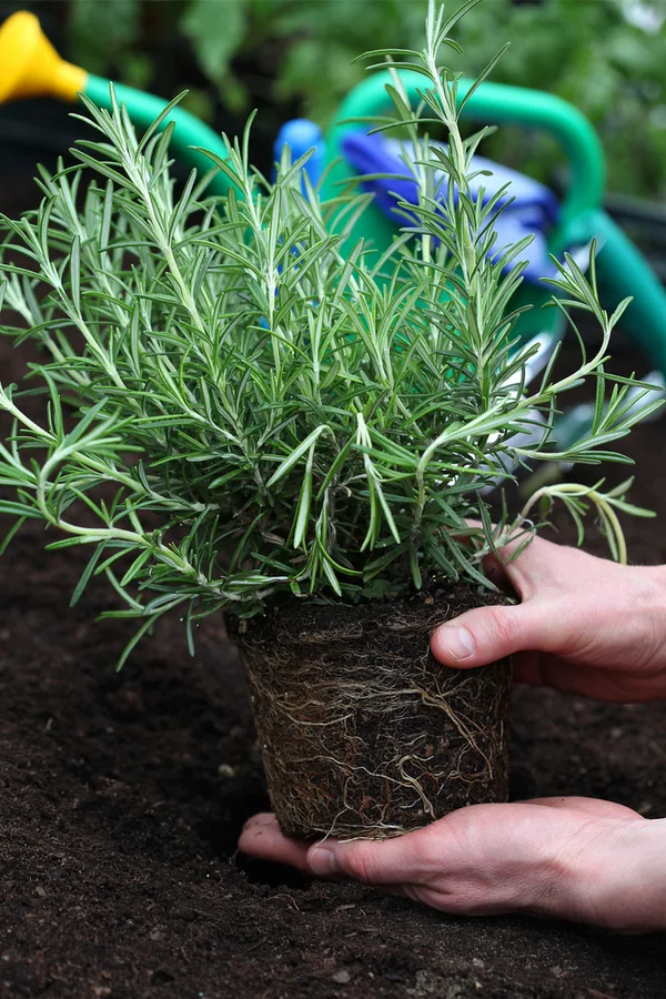 planting rosemary for pests