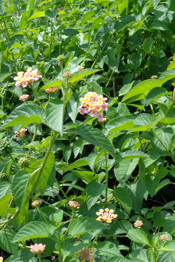 growing lantana - keeping  lantana blooming