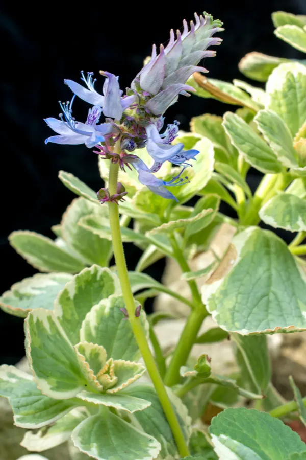 scaredy cat plant - keep cats out