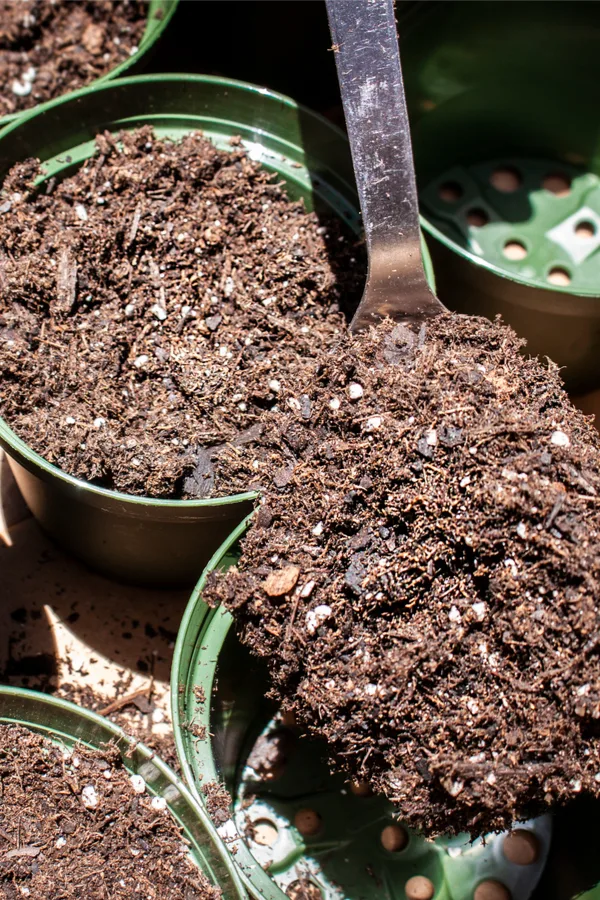 seed starting soil