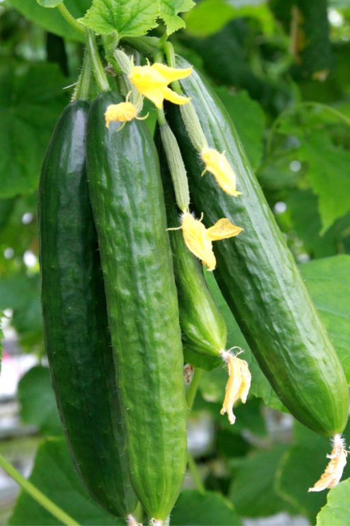 The Best Cucumber Plants For Making Pickles 4 Great Varieties To Grow!