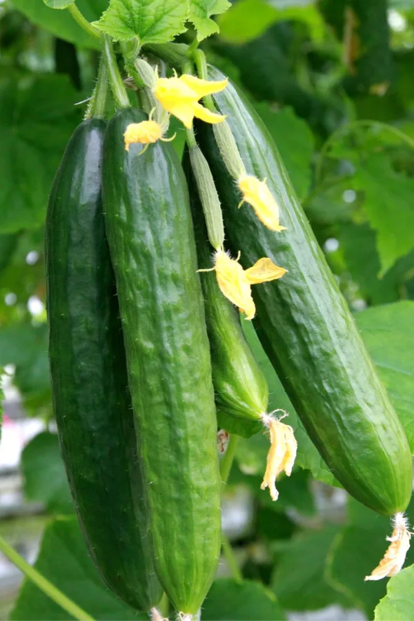 slicing - best cucumber plants for pickles