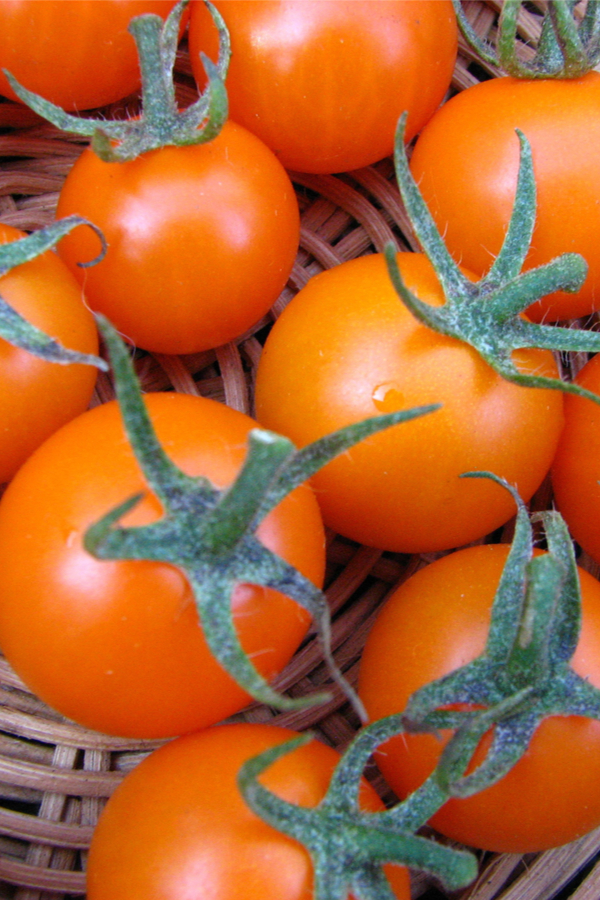Sunsugar - best cherry tomatoes