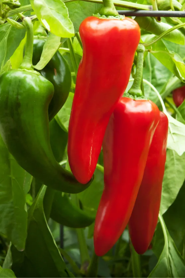 How To Grow Sweet Red Peppers - And Get Them To Turn Red