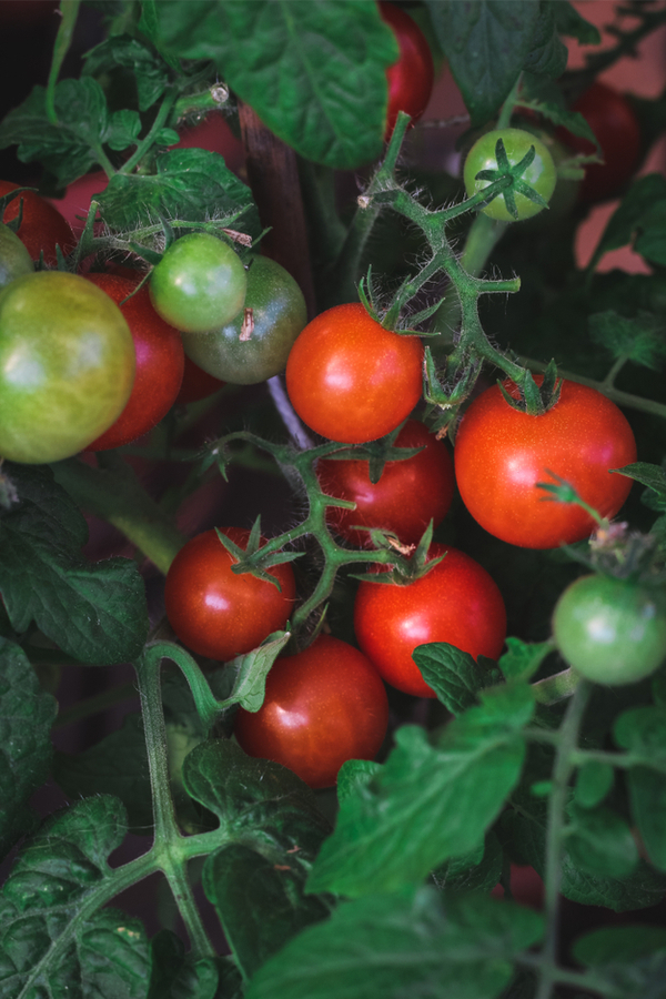 tiny tim tomato