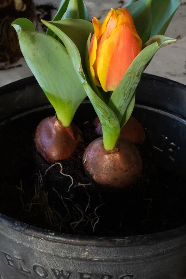 planting tulip bulbs in the spring