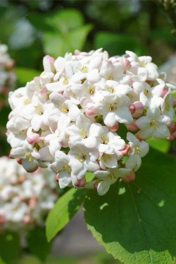 viburnum - shrubs to plant and grow