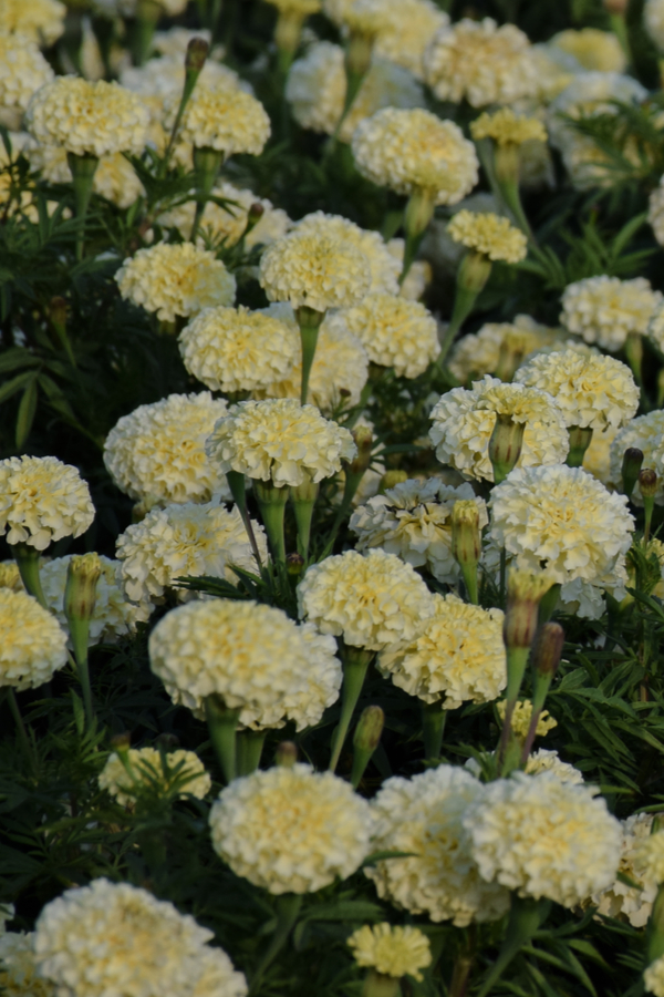 white marigolds - best marigolds to grow - How To Repel Pests With Marigolds