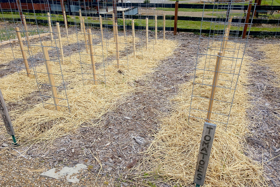 Fence Panel - Stake Tomatoes - Best tomato supports