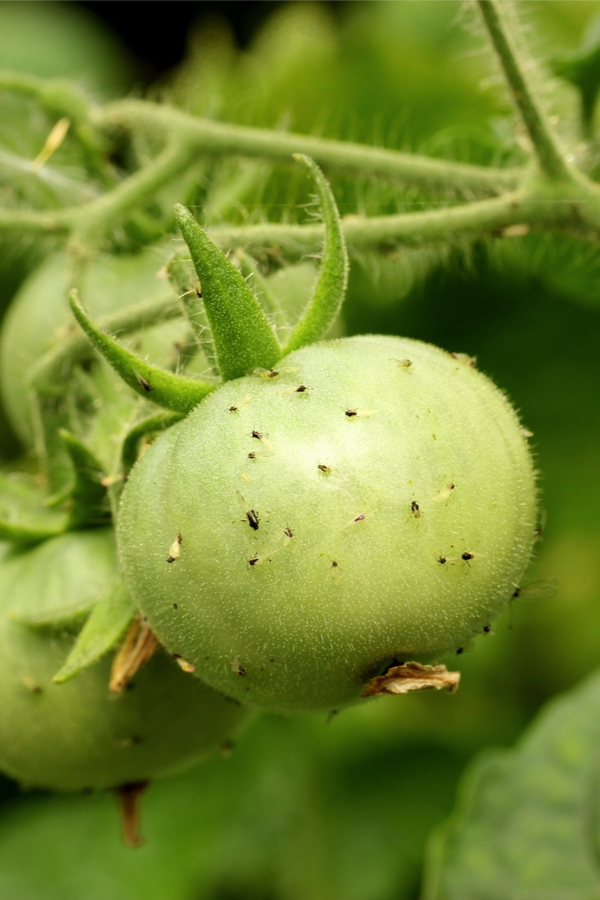 aphids on tomatoes