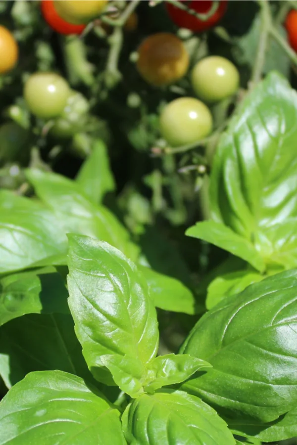 growing basil and tomatoes together