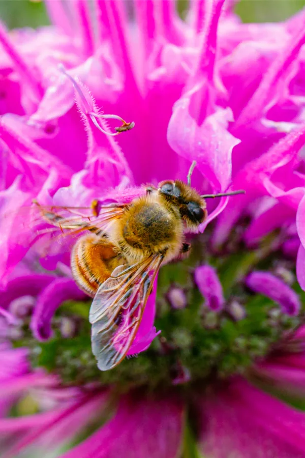 bee balm - pollinator plant