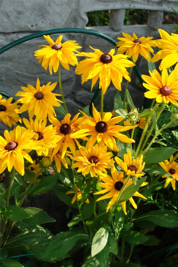 Blac Eyed Susan