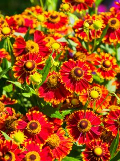 blanketflower - drought resistant plants