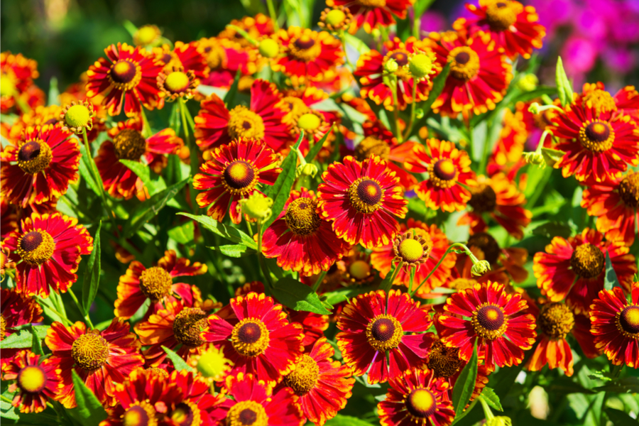6 Drought Resistant Perennials How To Plant So You Dont Need To Water