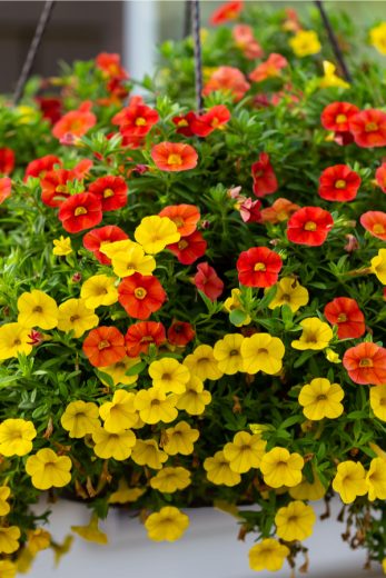 The Best Hanging Basket Varieties To Grow - How To Select Lasting Plants