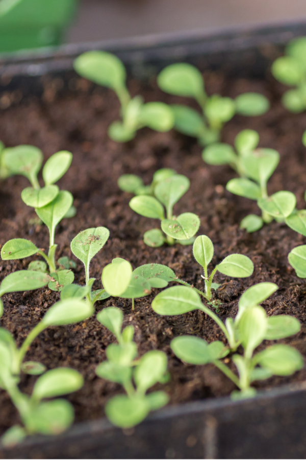 How to Prevent Green Algae or White Mold on Seedling Soil