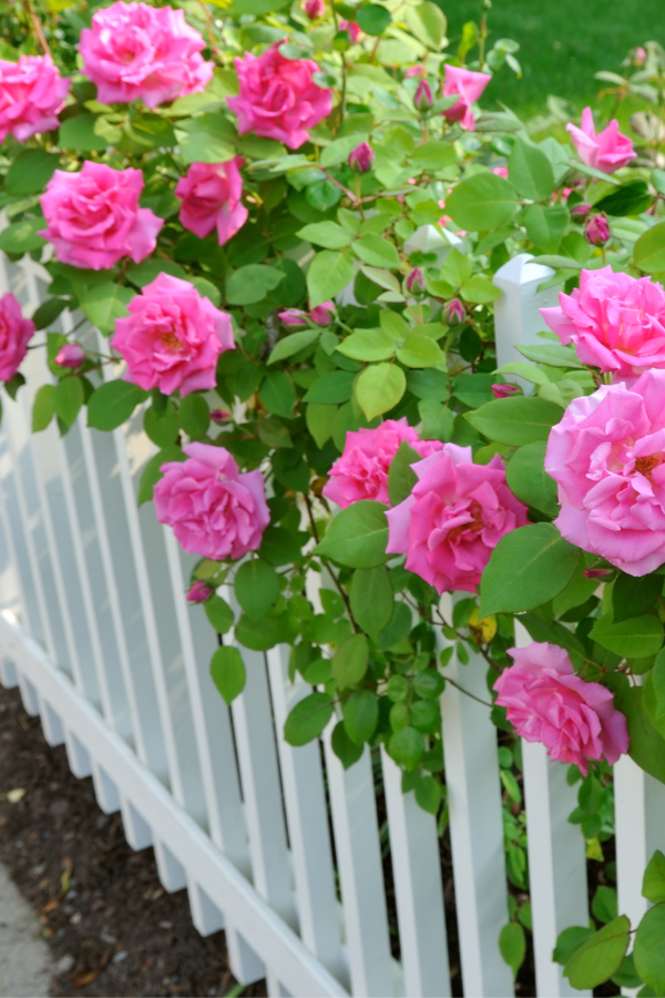 pink climbing rose bush
