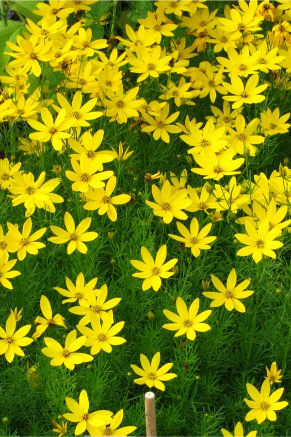 coreopsis - tick seed