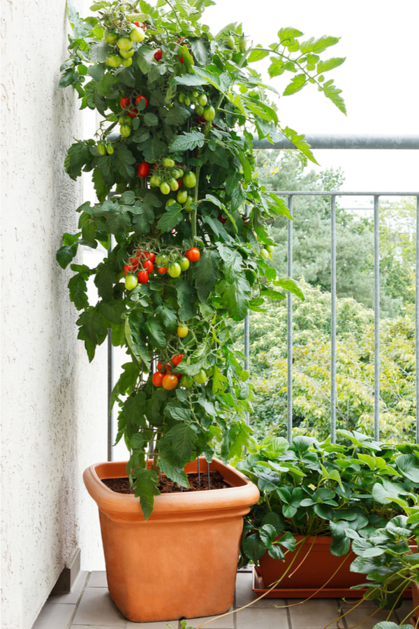 healthy tomatoes - how to stop blight