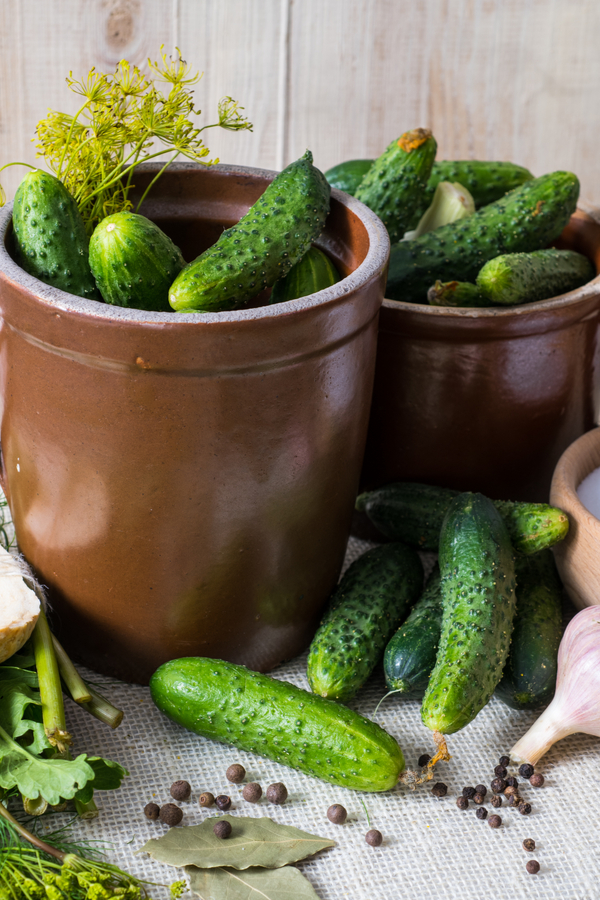 how to make dill crock pickles- fermenting pickles