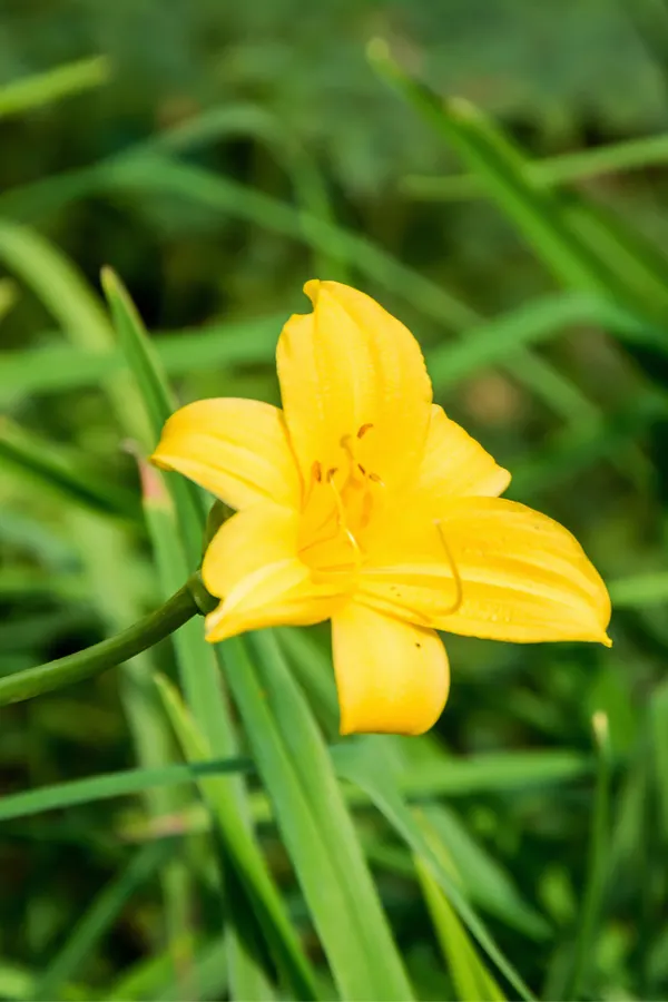 daylilies and hummingbirds