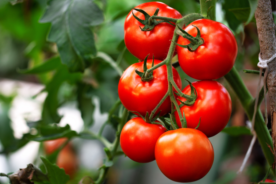 difference between determinate and indeterminate tomatoes
