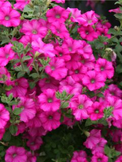 fertilizing hanging baskets