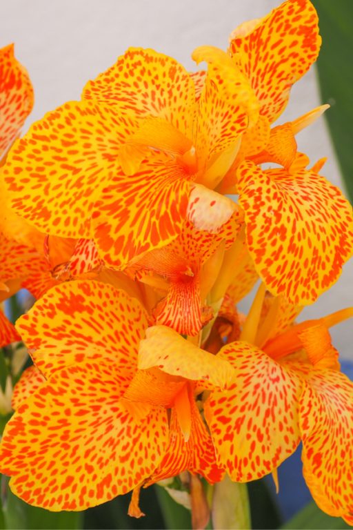 Growing Cannas - How To Add Soaring Foliage, Beauty & Blooms